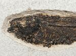 Huge Knightia Fossil Fish - inch Layer #13627-2